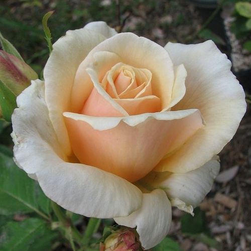 Rosa  Diamond Jubilee - žlutá - Stromkové růže s květmi čajohybridů - stromková růže s rovnými stonky v koruně